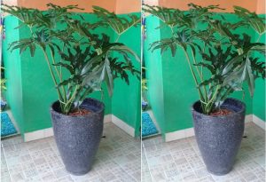 phillodendrum jari
