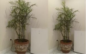 palem comodoria 150 cm