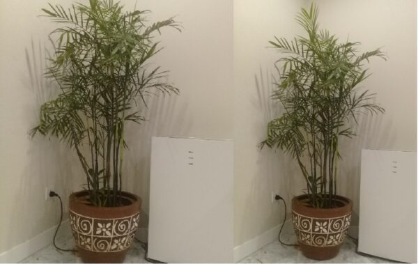 palem comodoria 150 cm