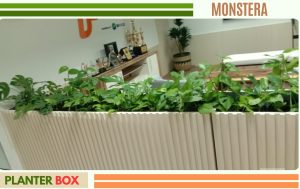 penempatan indoor plant