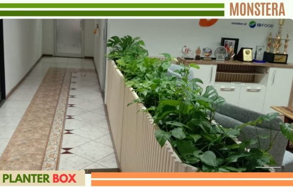 MONSTERA DAUN TEBAL
