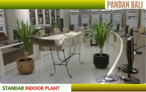 pandan bali 159 cm