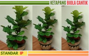 ketapang biola cantik 150CM
