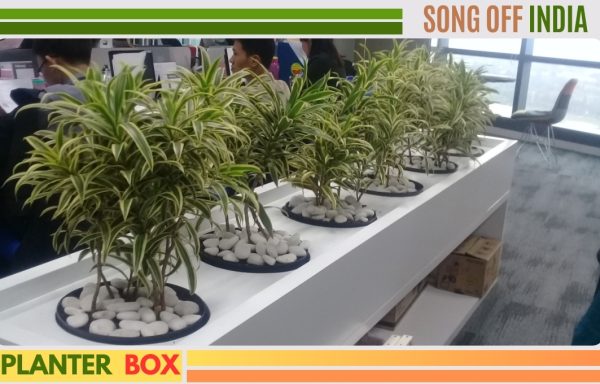 SONG OFF INDIA 60CM