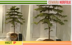cemara norfolk standar
