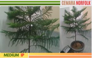 cemara norfolk 1 m