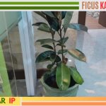 ficus karet kebo