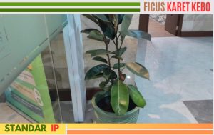 ficus karet kebo