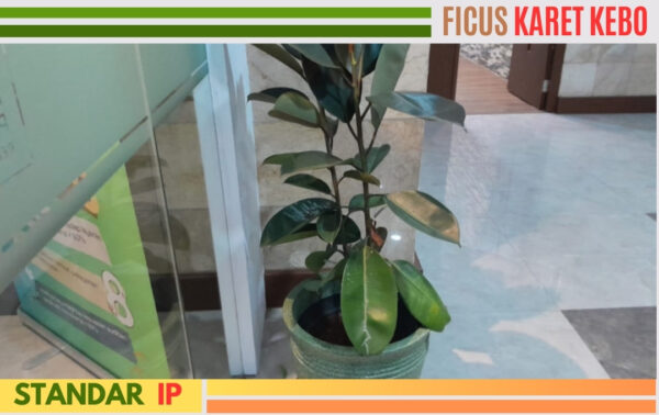 ficus karet kebo