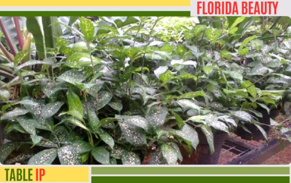 dracena florida kecil