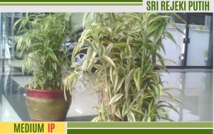 bambu hoki putih