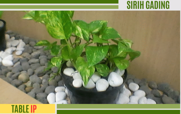 sirih gading epipremnum