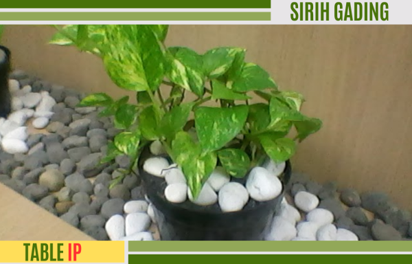 SIRIH GADING EPIPREMNUM