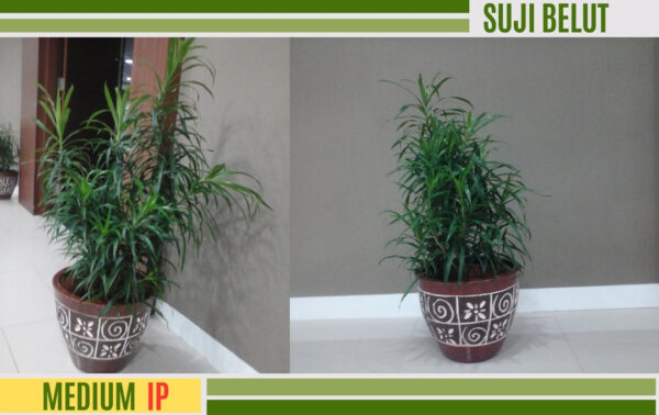 suji belut 1 m