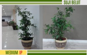 bambu dracena 1 meter