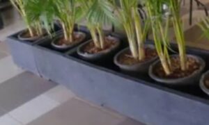 planter box hitam dob