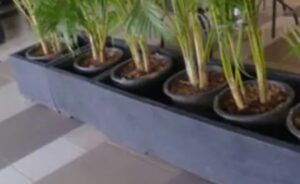 planter box hitam dob