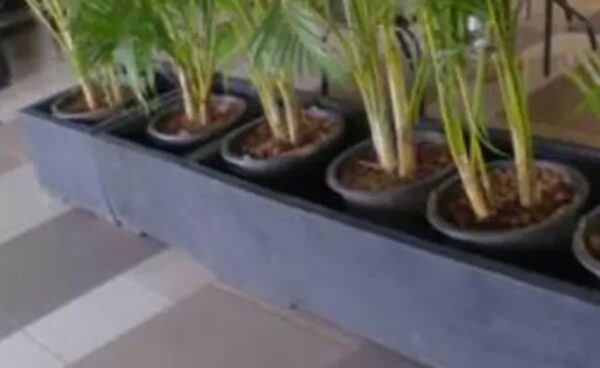 planter box hitam dob