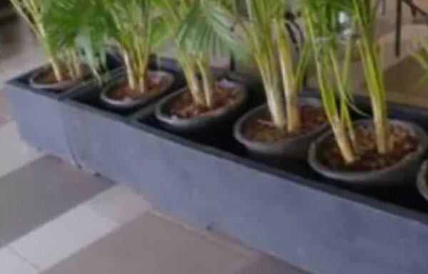 PLANTER BOX HITAM DOB