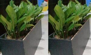 planter hitam