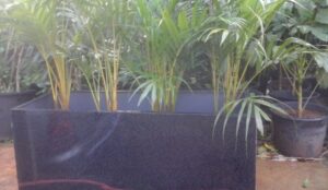 planter box