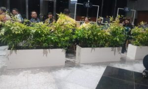planter box putih