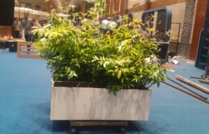 planter box