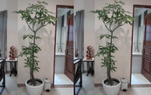 tanaman pacira 2m