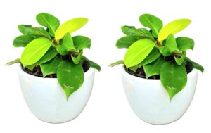 sewa table plant