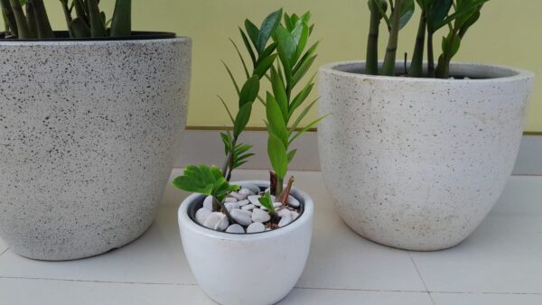 zamia culcas dolar