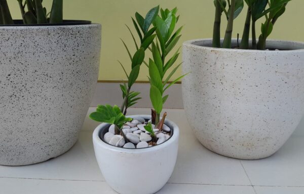 TANAMAN MEJA ZAMIA CULCAS