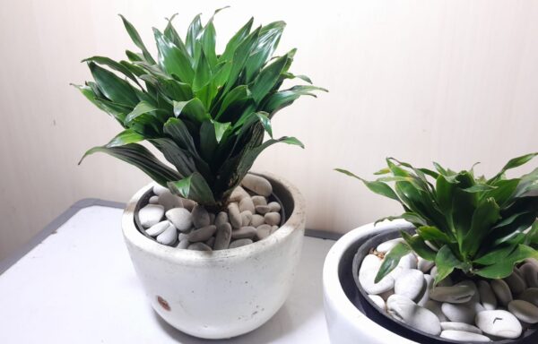 DESK PLANT ANDONG KEMOCENG
