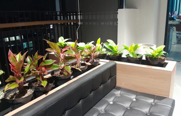 AGLONEMA LIPSTIK TABLE PLANT