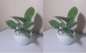 monstera sirih