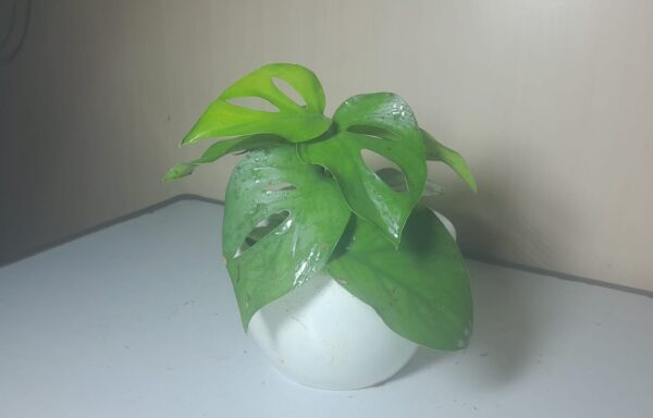 TANAMAN MONSTERA DAUN TEBAL