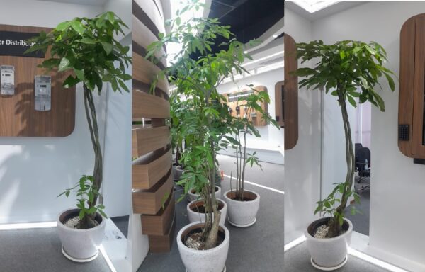 PACIRA AQUATIC 2 METER