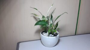 sphatyphillum varigatha