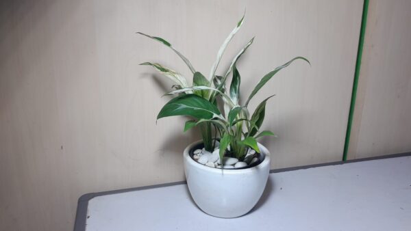 sphatyphillum varigatha