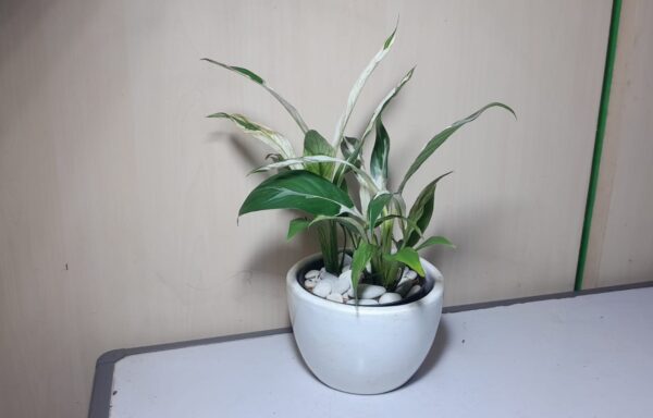 SPHATYPHILLUM VARIGATHA