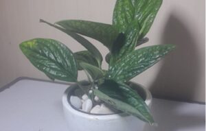monstera peru
