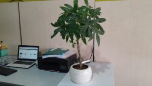 tanaman indoor pacira 70cm