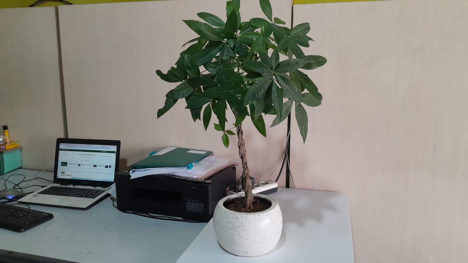TANAMAN INDOOR PACIRA 70CM