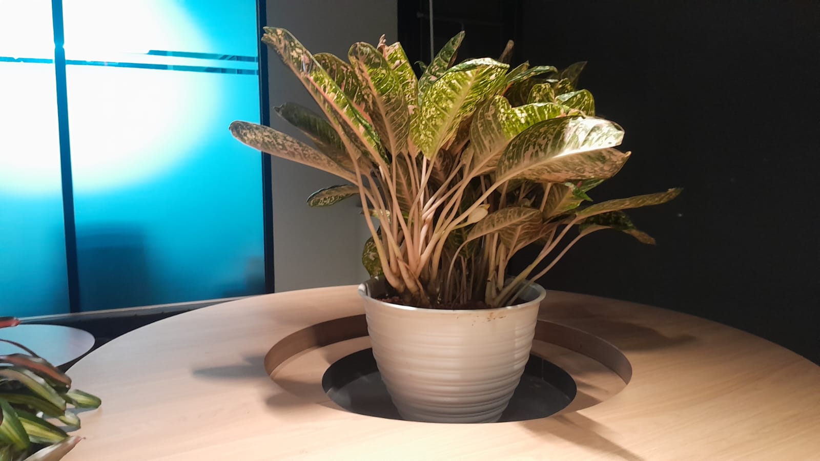 AGLONEMA DONAL CARMENT
