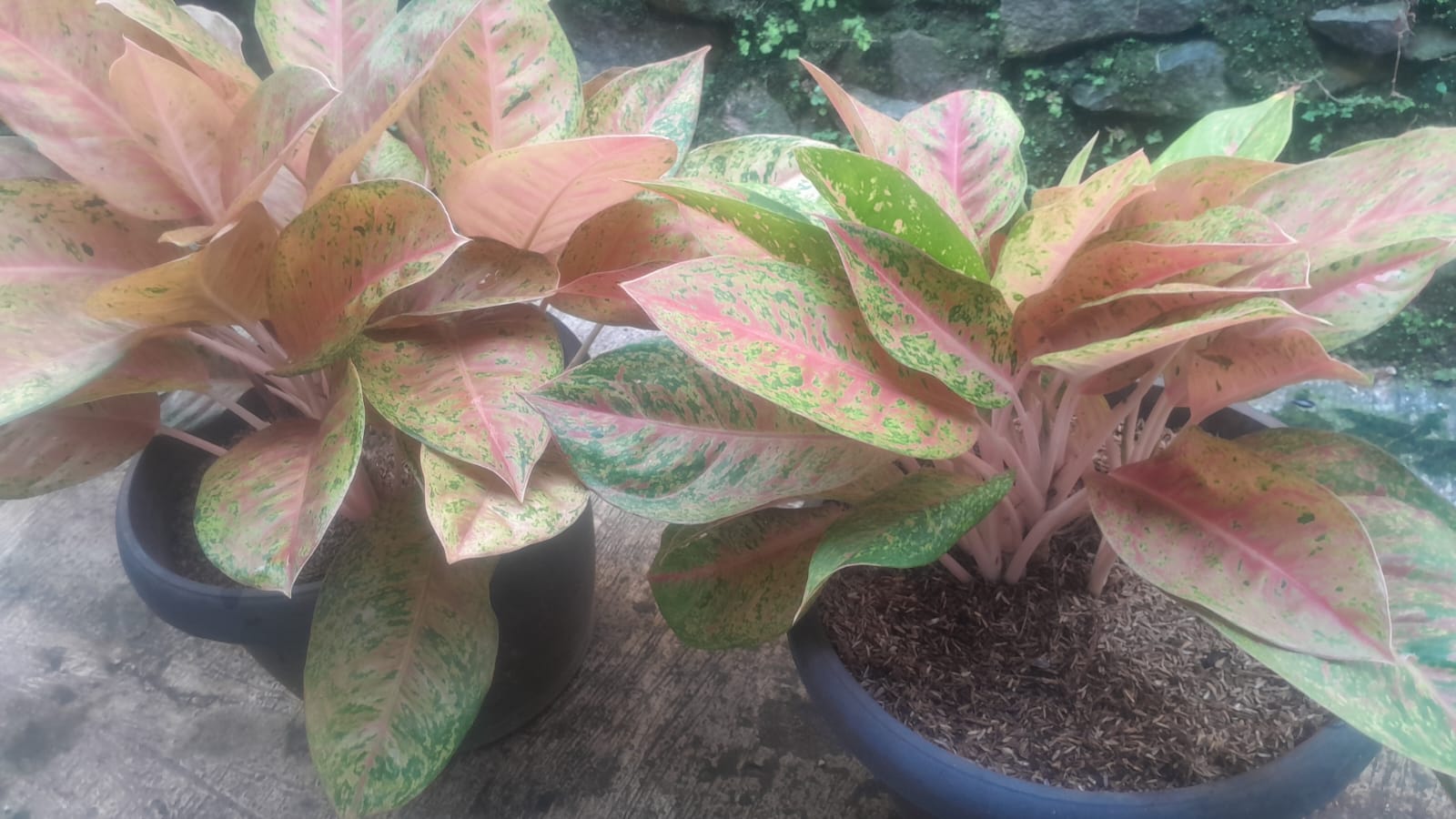TANAMAN AGLAONEMA BIGROY
