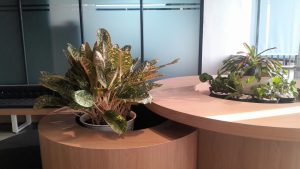 aglonema donal carment