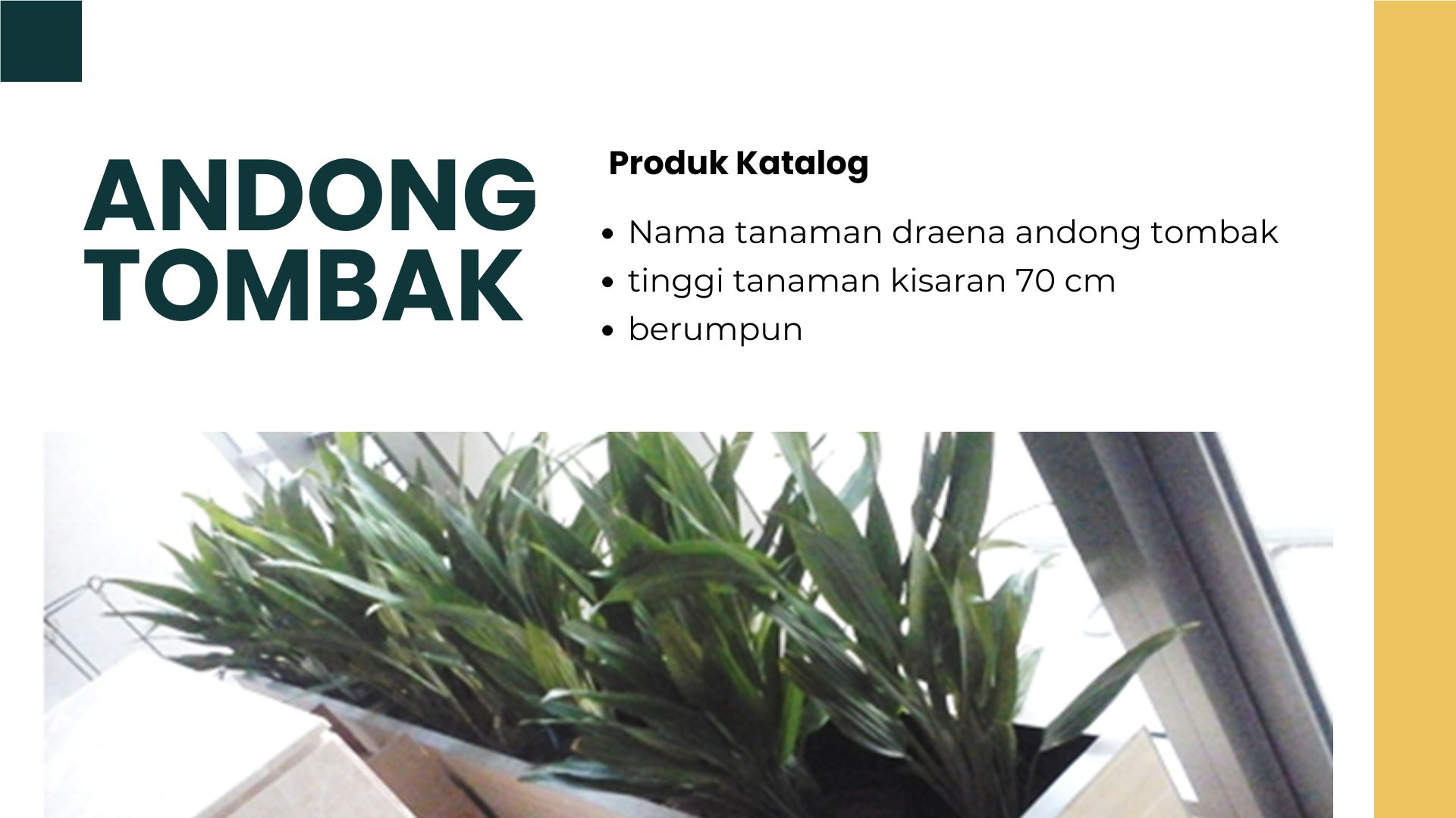 DRACENA CENTON ANDONG TOMBAK