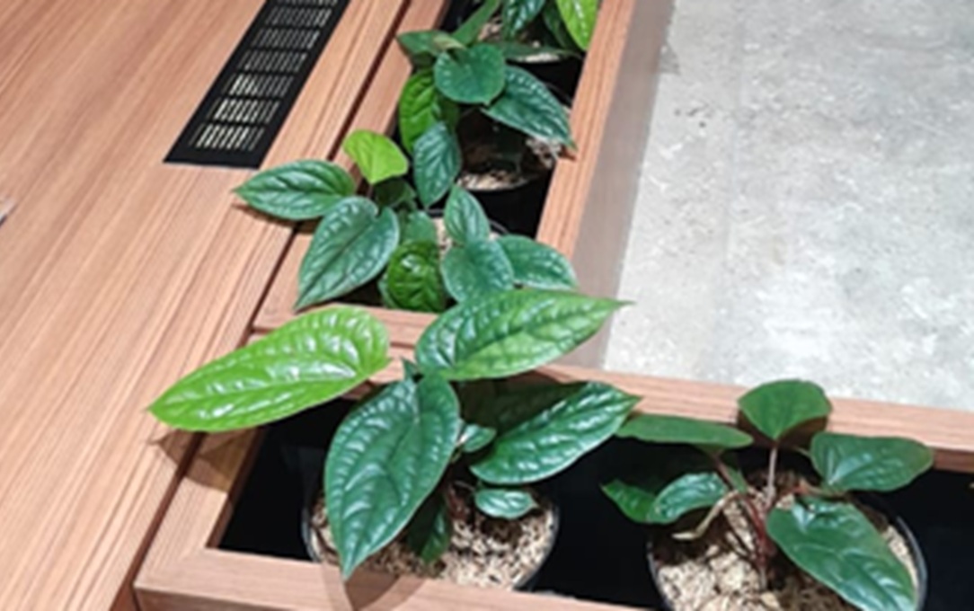 anthurim sirih planter