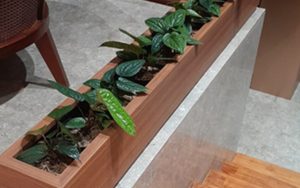 anthurium sirih