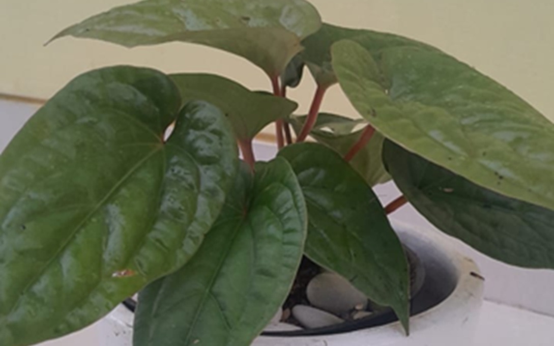 anthurium sirih desk plant
