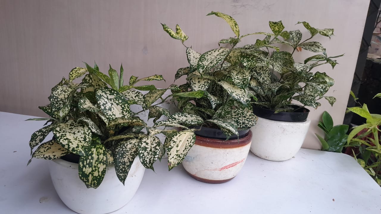 tanaman dracena florida